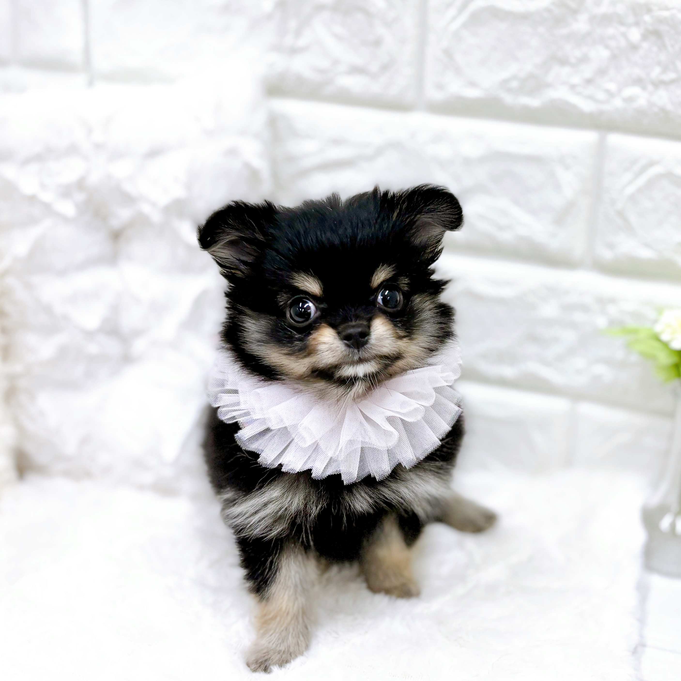 福井県のポメチワ/チワポメ/ポメチー(ポメラニアン×チワワ) (犬の家＆猫の里アミーゴ福井店/2026年1月4日生まれ/女の子/ブラックタン)の子犬の3枚目の画像