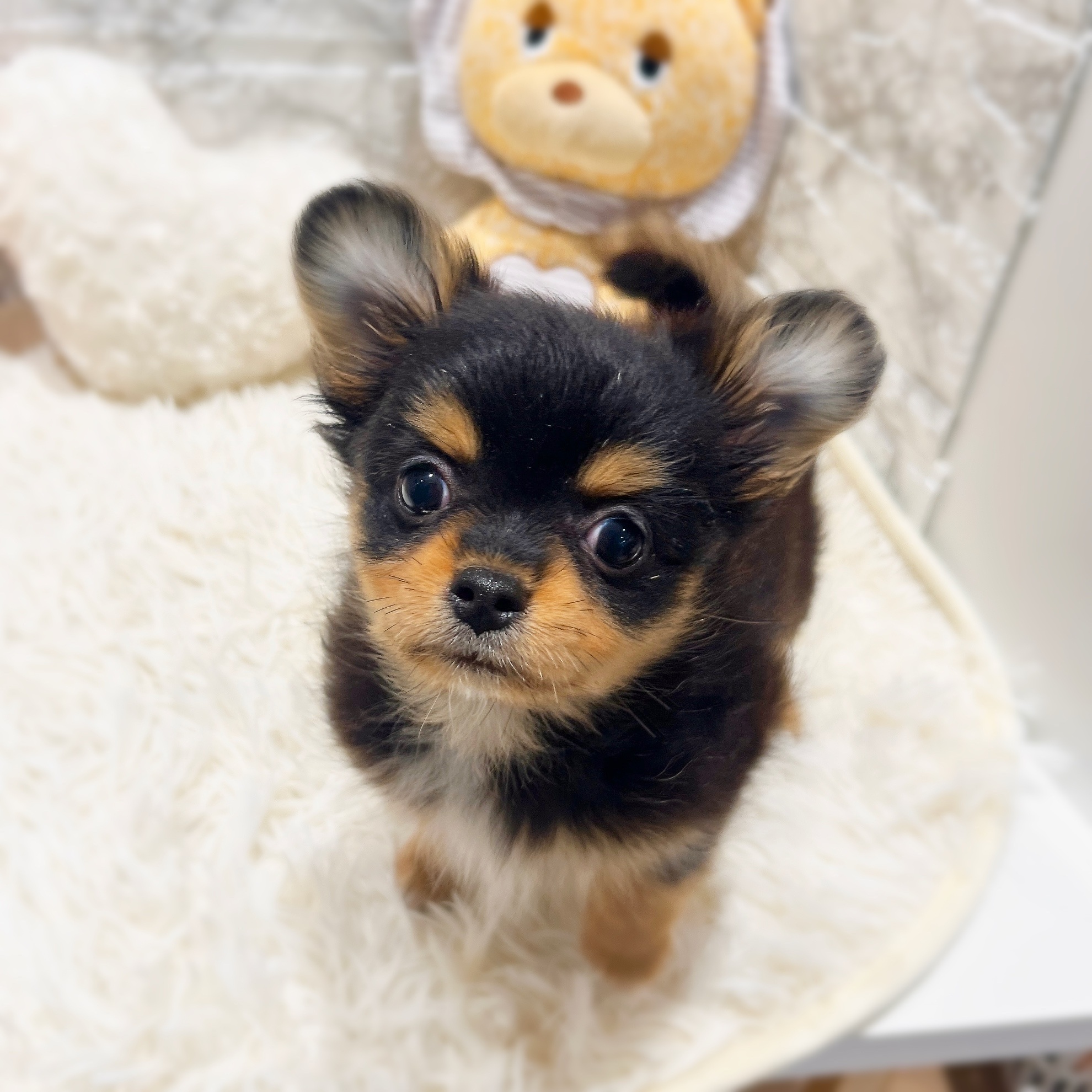 愛知県のポメチワ/チワポメ/ポメチー(ポメラニアン×チワワ) (犬の家＆猫の里MiO香久山店/2026年1月4日生まれ/女の子/ブラックタン)の子犬の3枚目の画像