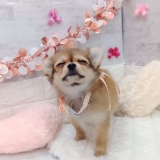 静岡県のポメチワ/チワポメ/ポメチー(ポメラニアン×チワワ) (犬の家＆猫の里プレ葉ウォーク浜北店/2026年1月4日生まれ/女の子/オレンジ)の子犬の3枚目の画像