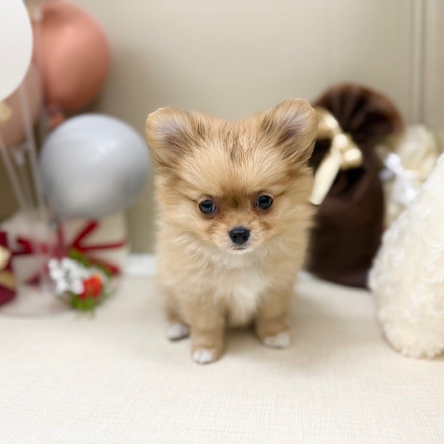 千葉県のポメチワ/チワポメ/ポメチー(ポメラニアン×チワワ) (犬の家＆猫の里ワンズモール稲毛店/2026年1月4日生まれ/女の子/オレンジ)の子犬の3枚目の画像