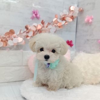 静岡県のマルプー(マルチーズ×プードル) (犬の家＆猫の里プレ葉ウォーク浜北店/2026年1月4日生まれ/男の子/クリーム)の子犬の3枚目の画像