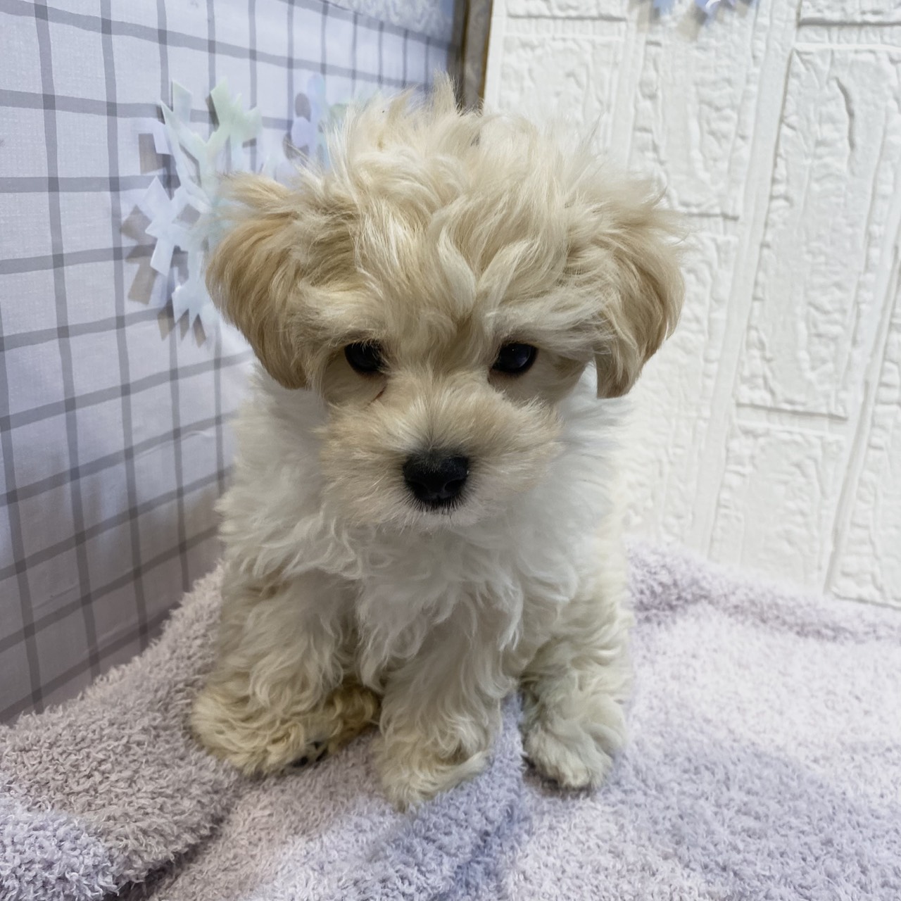 長野県のマルプー(マルチーズ×プードル) (犬の家＆猫の里カインズ梓川店/2026年1月4日生まれ/男の子/クリームホワイト)の子犬の3枚目の画像