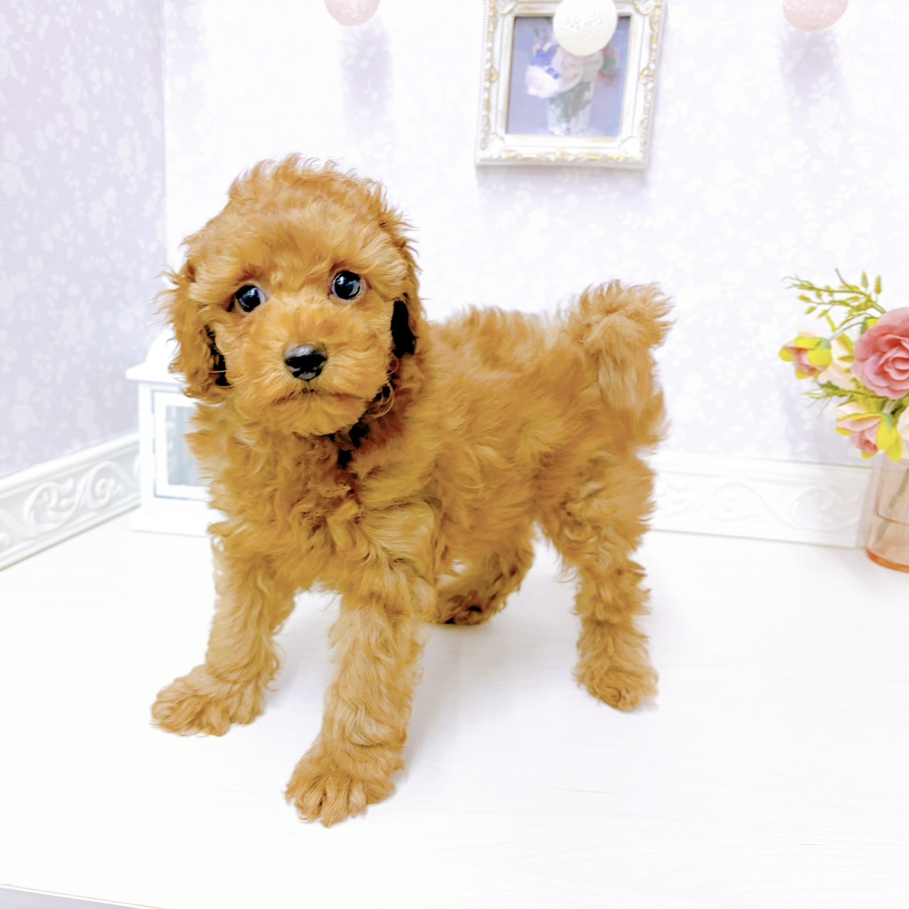 富山県のトイプードル(トイ) (犬の家＆猫の里アミーゴ山室店/2026年1月2日生まれ/男の子/レッドフォーン)の子犬の3枚目の画像