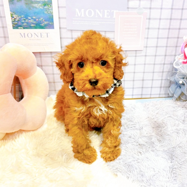 福井県のトイプードル(トイ) (犬の家＆猫の里アミーゴ福井大和田店/2026年1月2日生まれ/男の子/レッドフォーン)の子犬の3枚目の画像