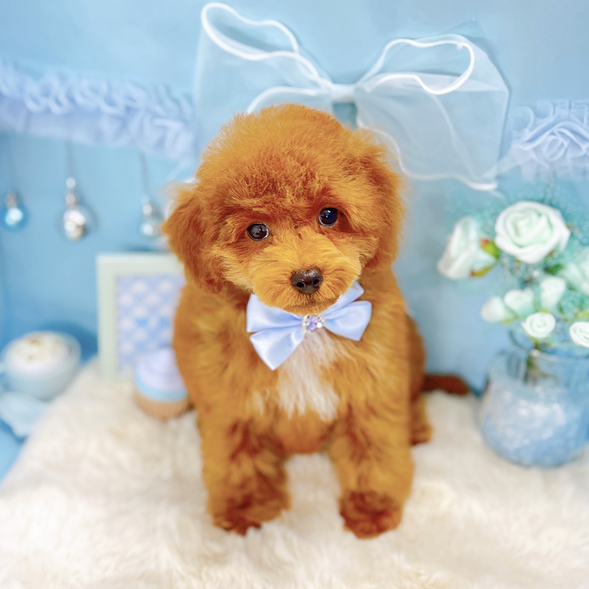 福井県のトイプードル(トイ) (犬の家＆猫の里アミーゴ福井大和田店/2026年1月2日生まれ/男の子/レッドフォーン)の子犬の3枚目の画像