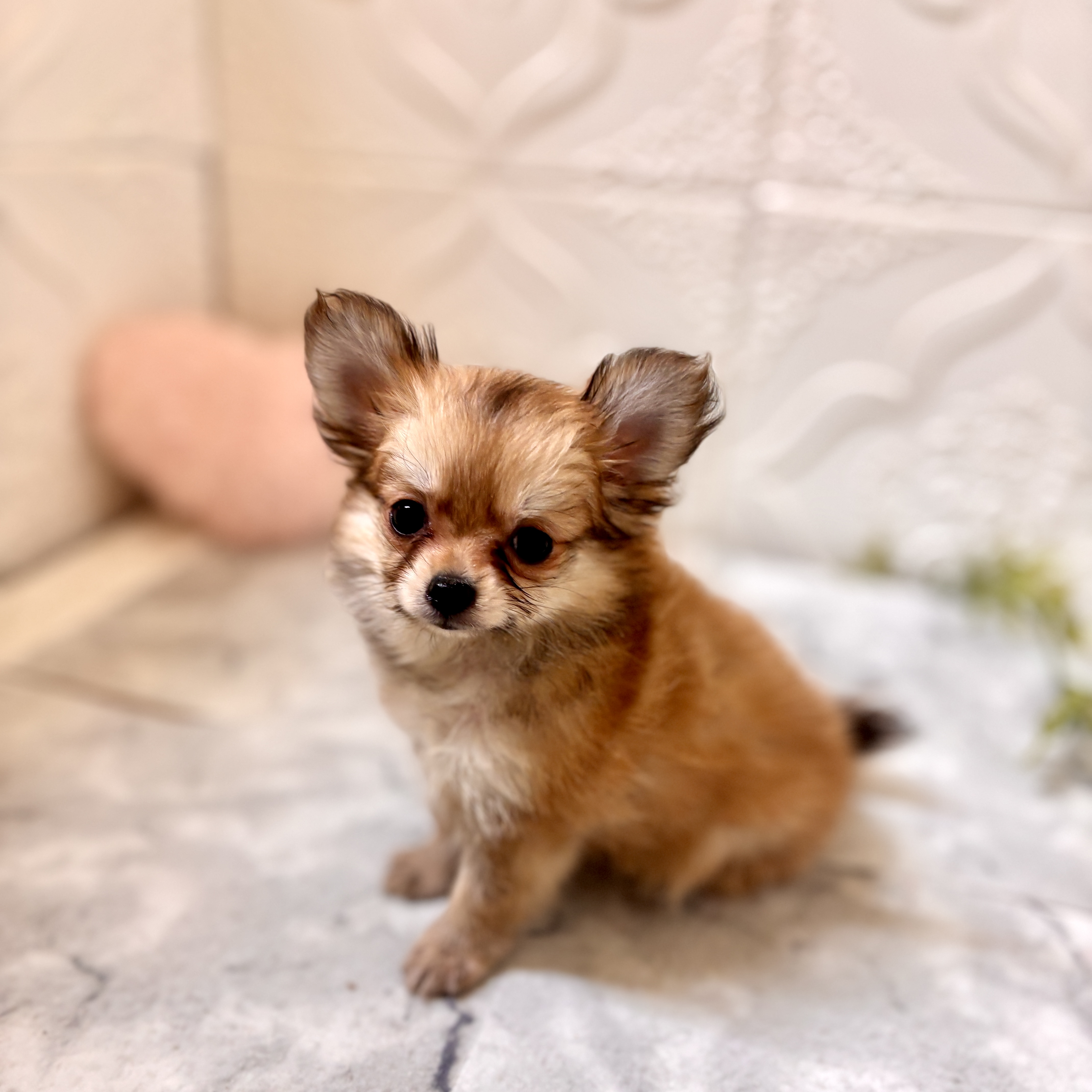 愛知県のポメチワ/チワポメ/ポメチー(ポメラニアン×チワワ) (犬の家＆猫の里岡崎店/2026年1月4日生まれ/男の子/フォーン)の子犬の3枚目の画像