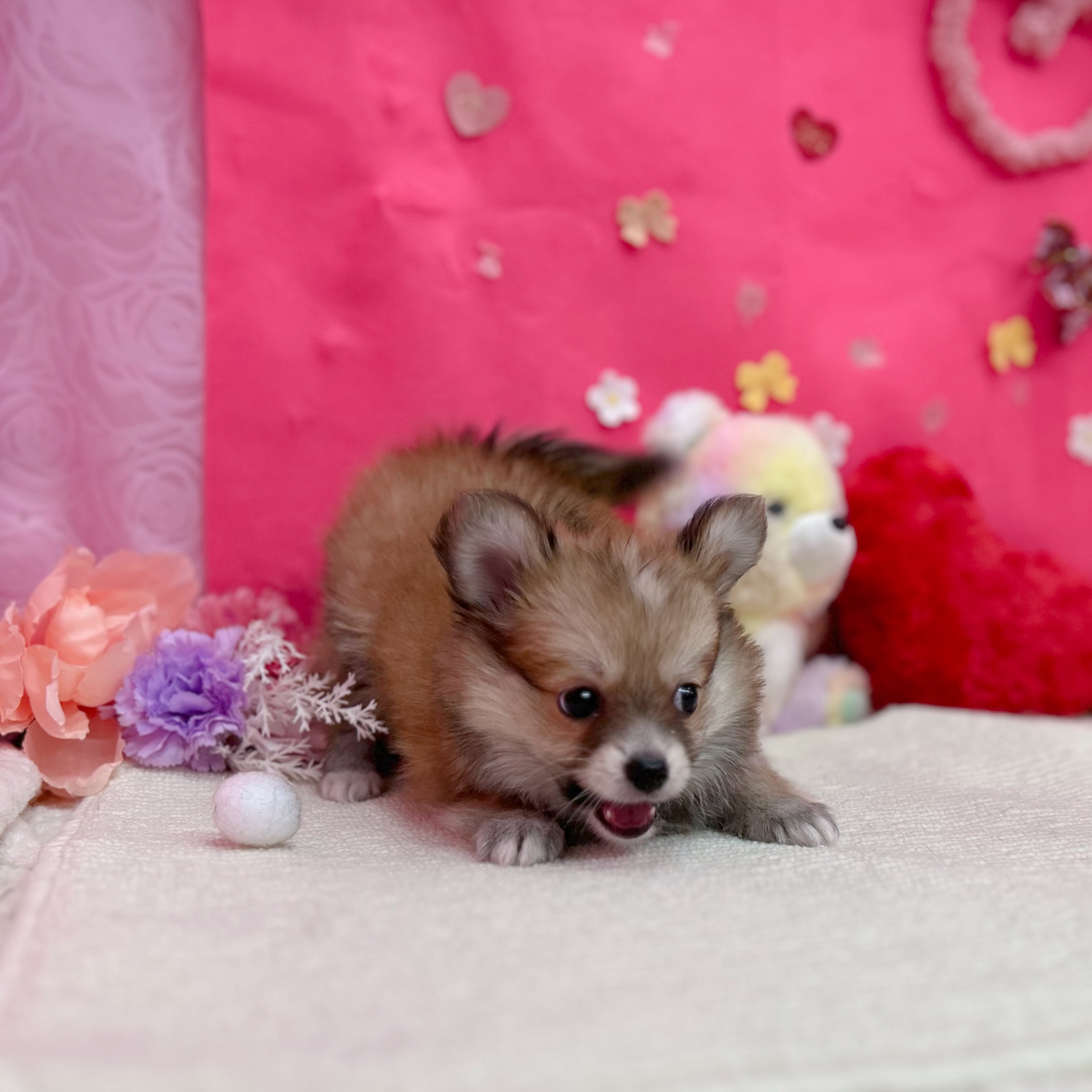 岐阜県のポメチワ/チワポメ/ポメチー(ポメラニアン×チワワ) (犬の家＆猫の里岐南店/2026年1月4日生まれ/女の子/フォーンホワイト)の子犬の3枚目の画像