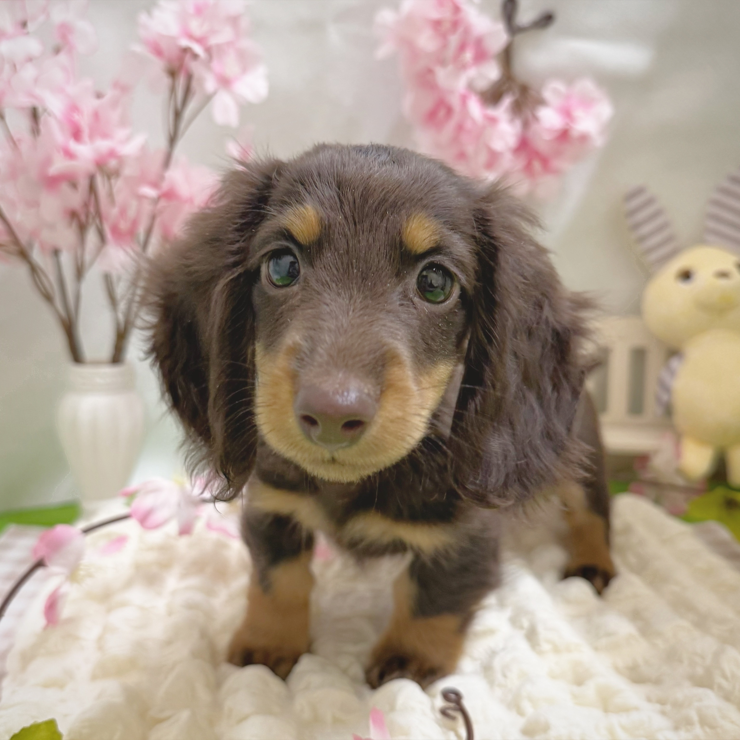 静岡県のミニチュアダックスフンド(ロング) (犬の家＆猫の里藤枝店/2026年1月1日生まれ/男の子/チョコレートタン)の子犬の3枚目の画像