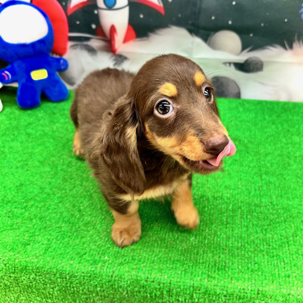 愛知県のミニチュアダックスフンド(ロング) (犬の家＆猫の里名古屋天白店/2026年1月1日生まれ/女の子/チョコレートタン)の子犬の3枚目の画像