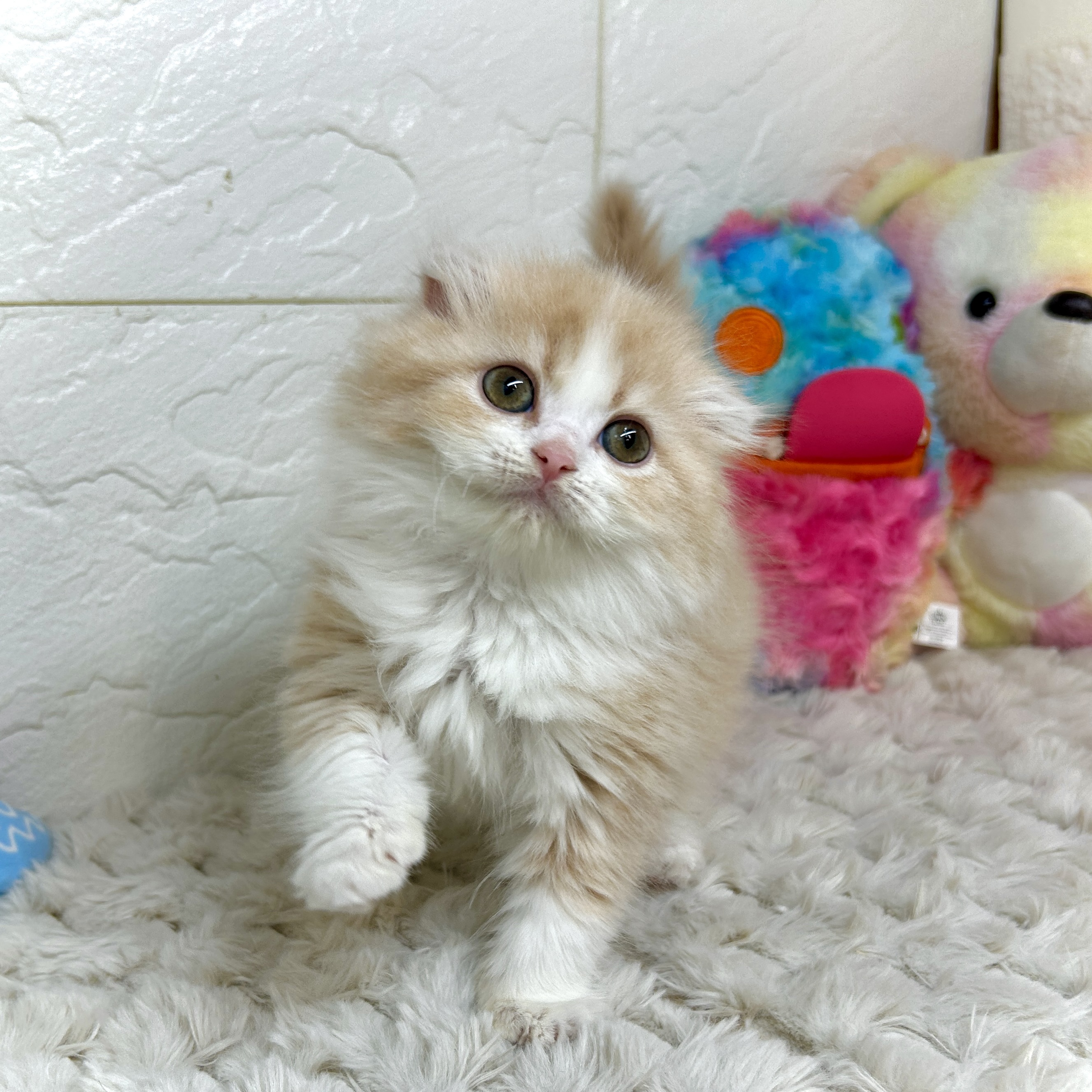 兵庫県のスコティッシュフォールド (犬の家＆猫の里ゆめタウン姫路店/2026年1月2日生まれ/女の子/クリームタビーホワイト)の子猫の3枚目の画像