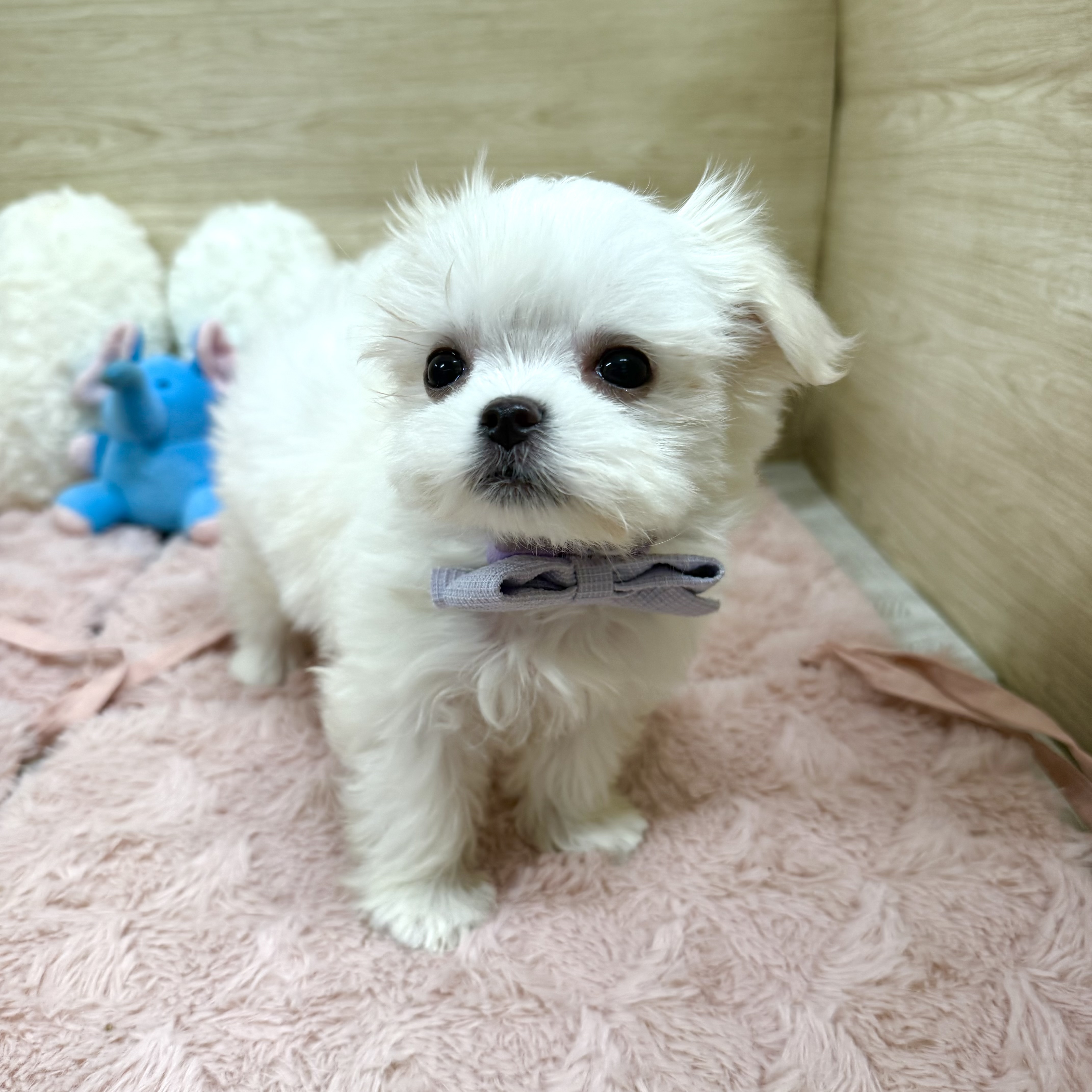 大阪府のマルチーズ (犬の家＆猫の里そよら東岸和田店/2025年12月31日生まれ/女の子/ホワイト)の子犬の3枚目の画像