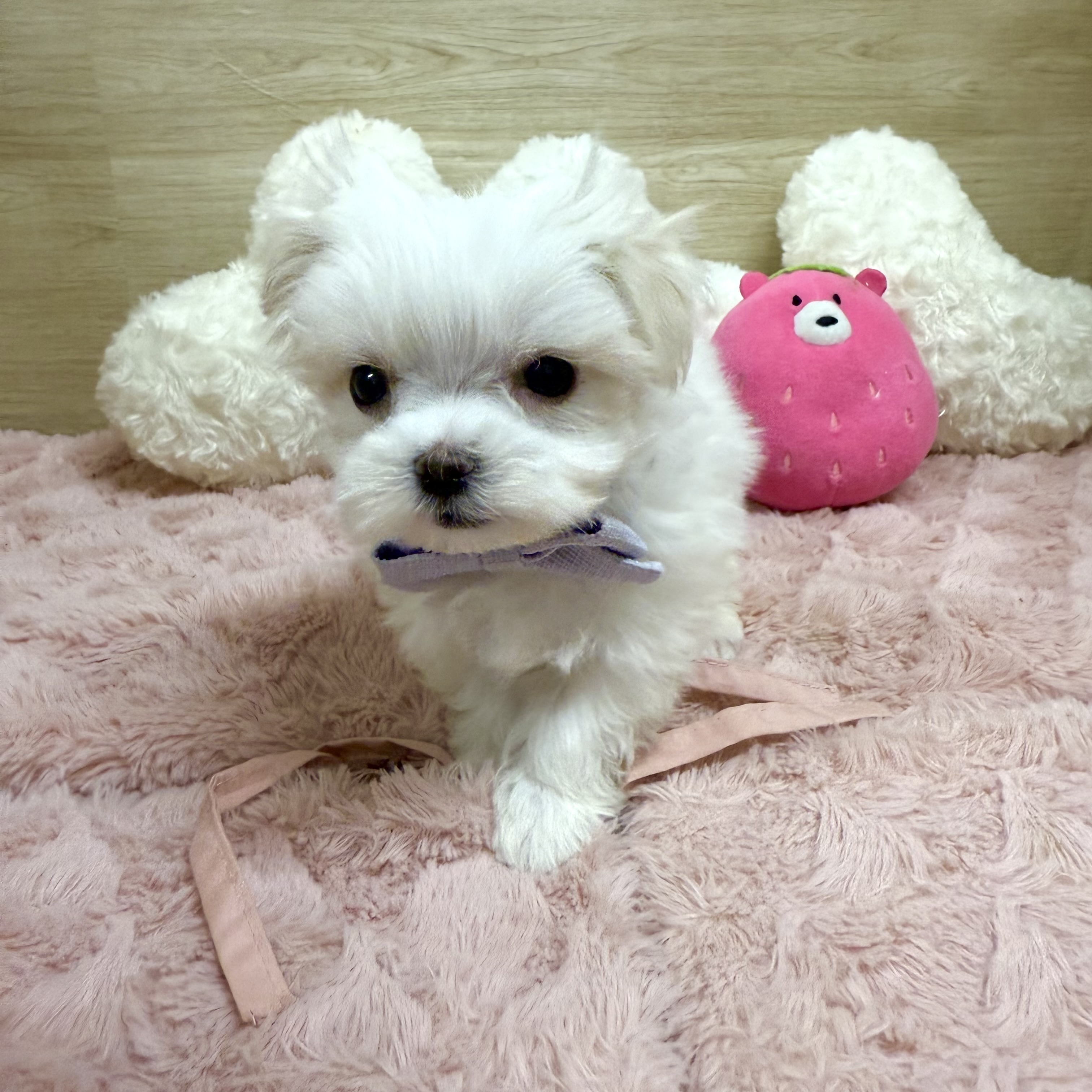 大阪府のマルチーズ (犬の家＆猫の里そよら東岸和田店/2025年12月31日生まれ/男の子/ホワイト)の子犬の3枚目の画像