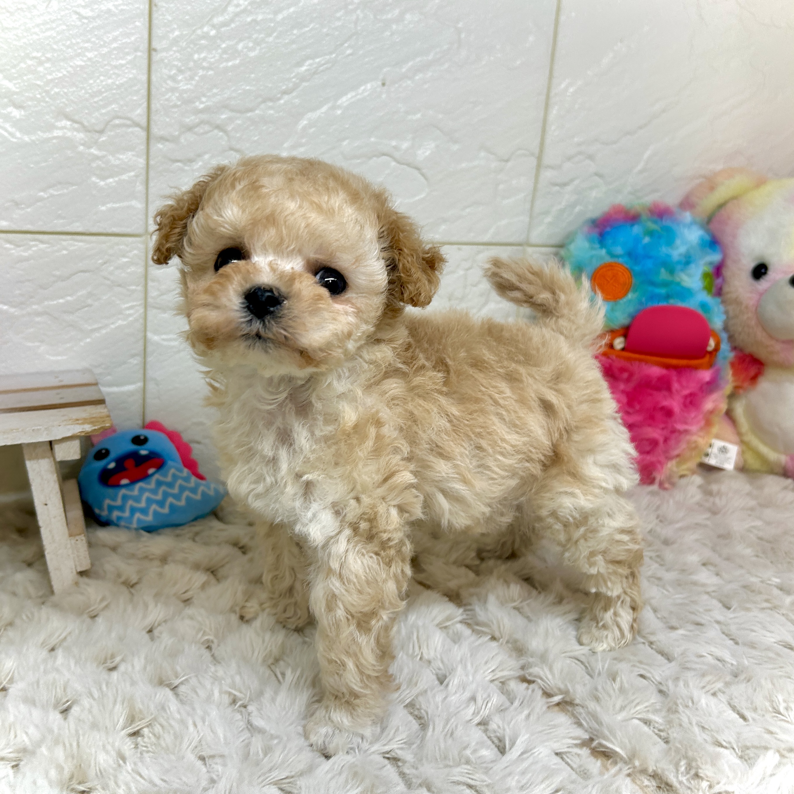 兵庫県のマルプー(マルチーズ×プードル) (犬の家＆猫の里ゆめタウン姫路店/2026年1月2日生まれ/男の子/クリーム)の子犬の3枚目の画像