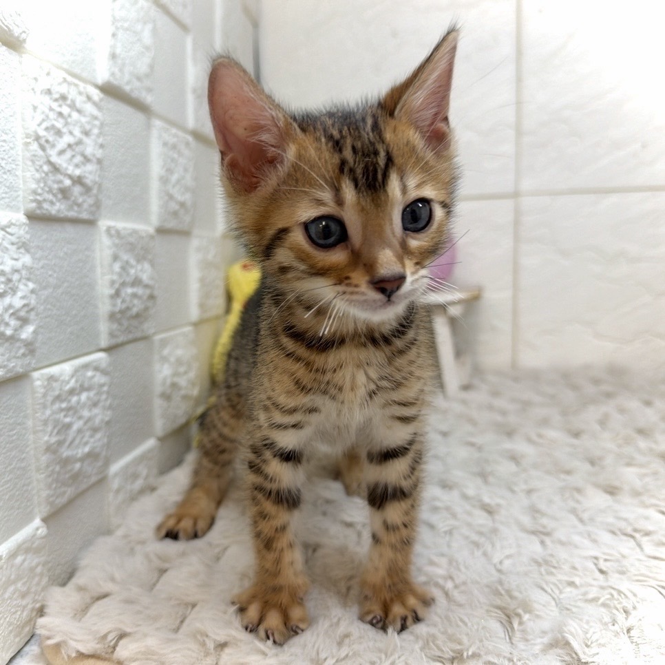 兵庫県のベンガル (犬の家＆猫の里ゆめタウン姫路店/2026年1月1日生まれ/男の子/ブラウンスポットタビー)の子猫の3枚目の画像