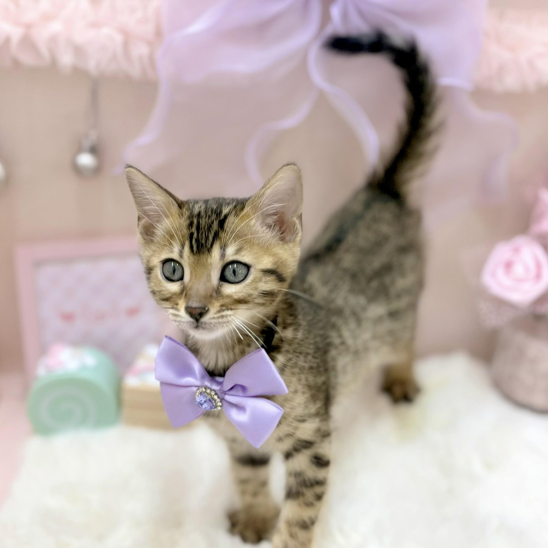 福井県のベンガル (犬の家＆猫の里アミーゴ福井大和田店/2026年1月1日生まれ/女の子/ブラウンスポットタビー)の子猫の3枚目の画像