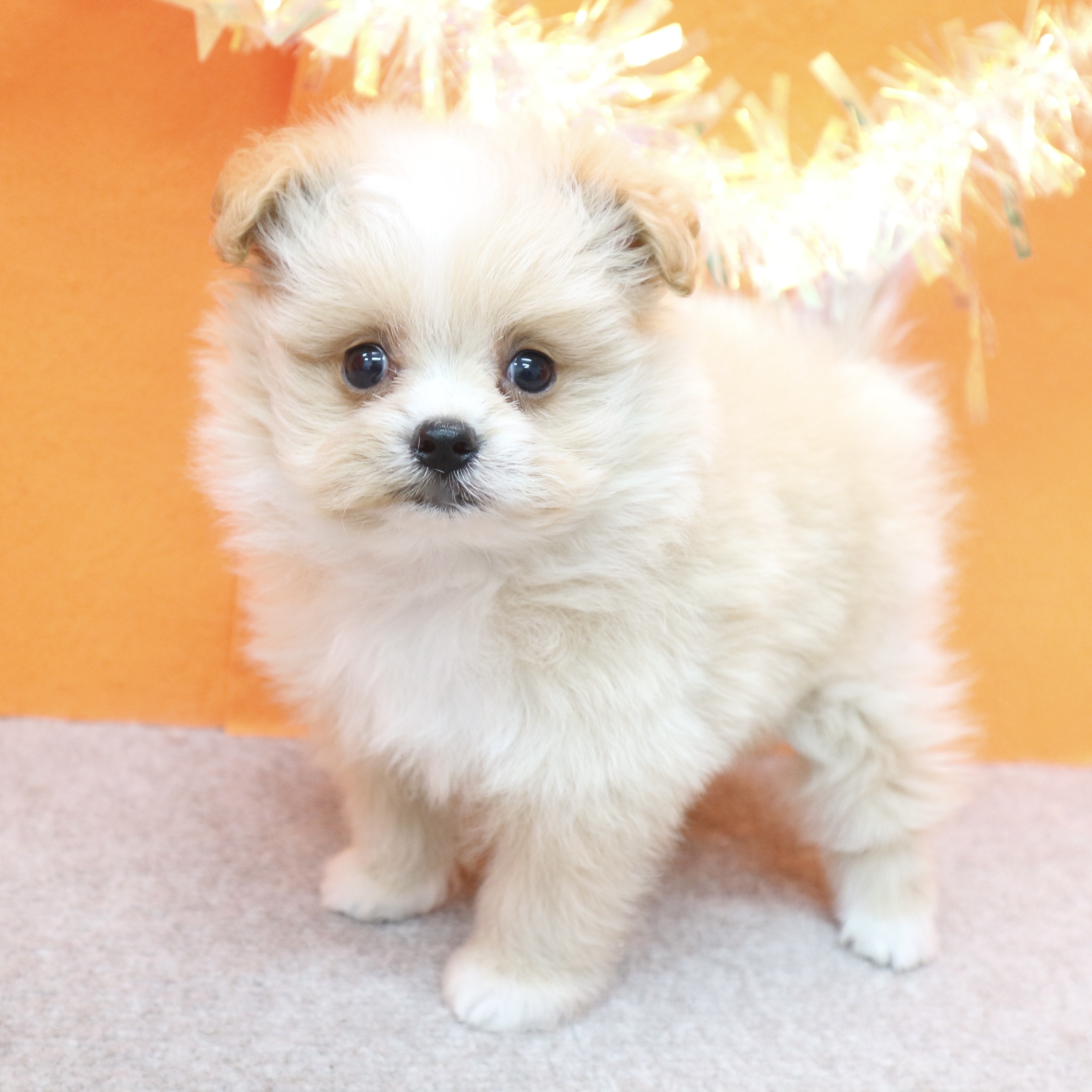 大阪府のポメプー(ポメラニアン×プードル) (犬の家＆猫の里吹田店/2026年1月3日生まれ/女の子/クリーム)の子犬の3枚目の画像