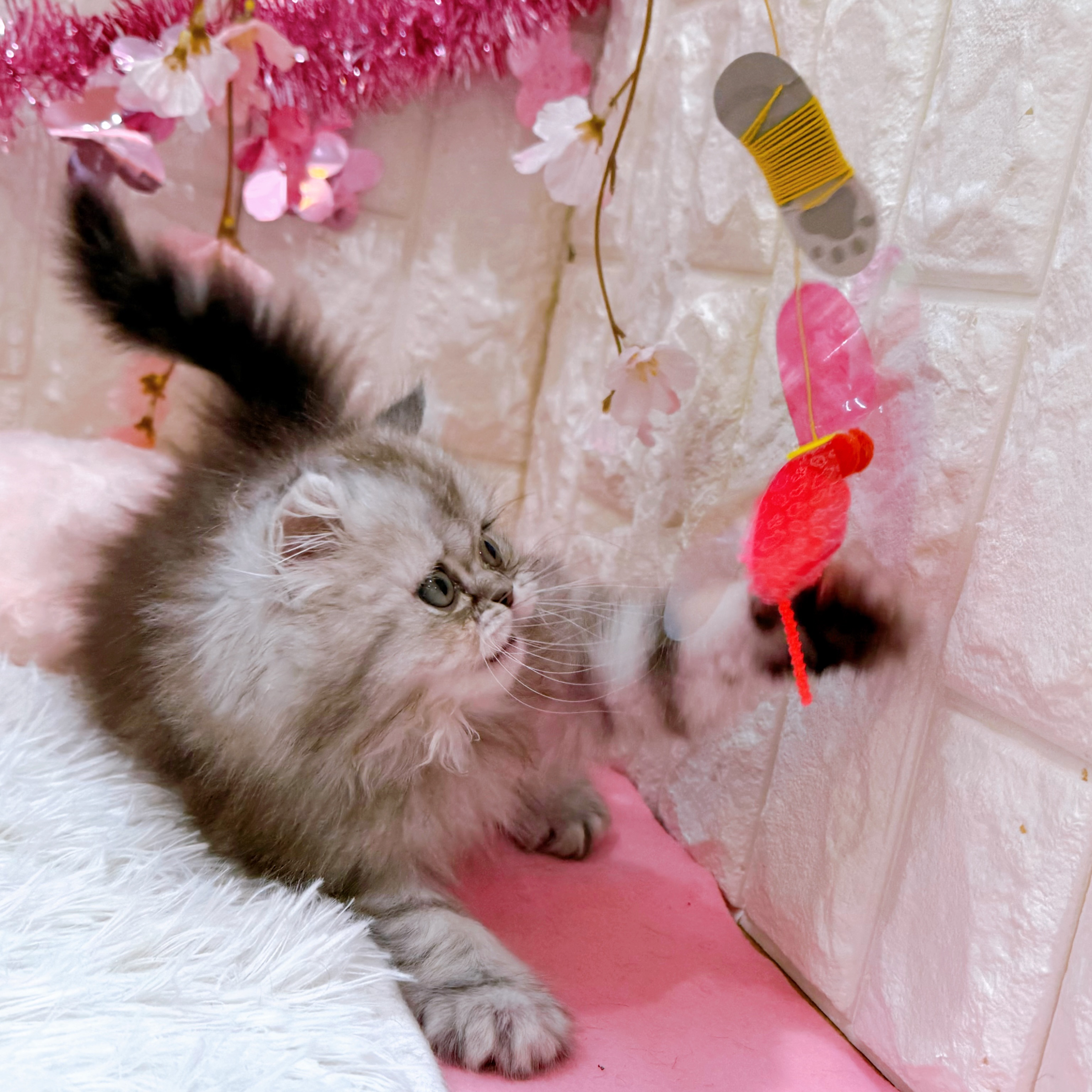 岡山県のペルシャ (犬の家＆猫の里倉敷店/2026年1月4日生まれ/男の子/シルバータビー)の子猫の3枚目の画像