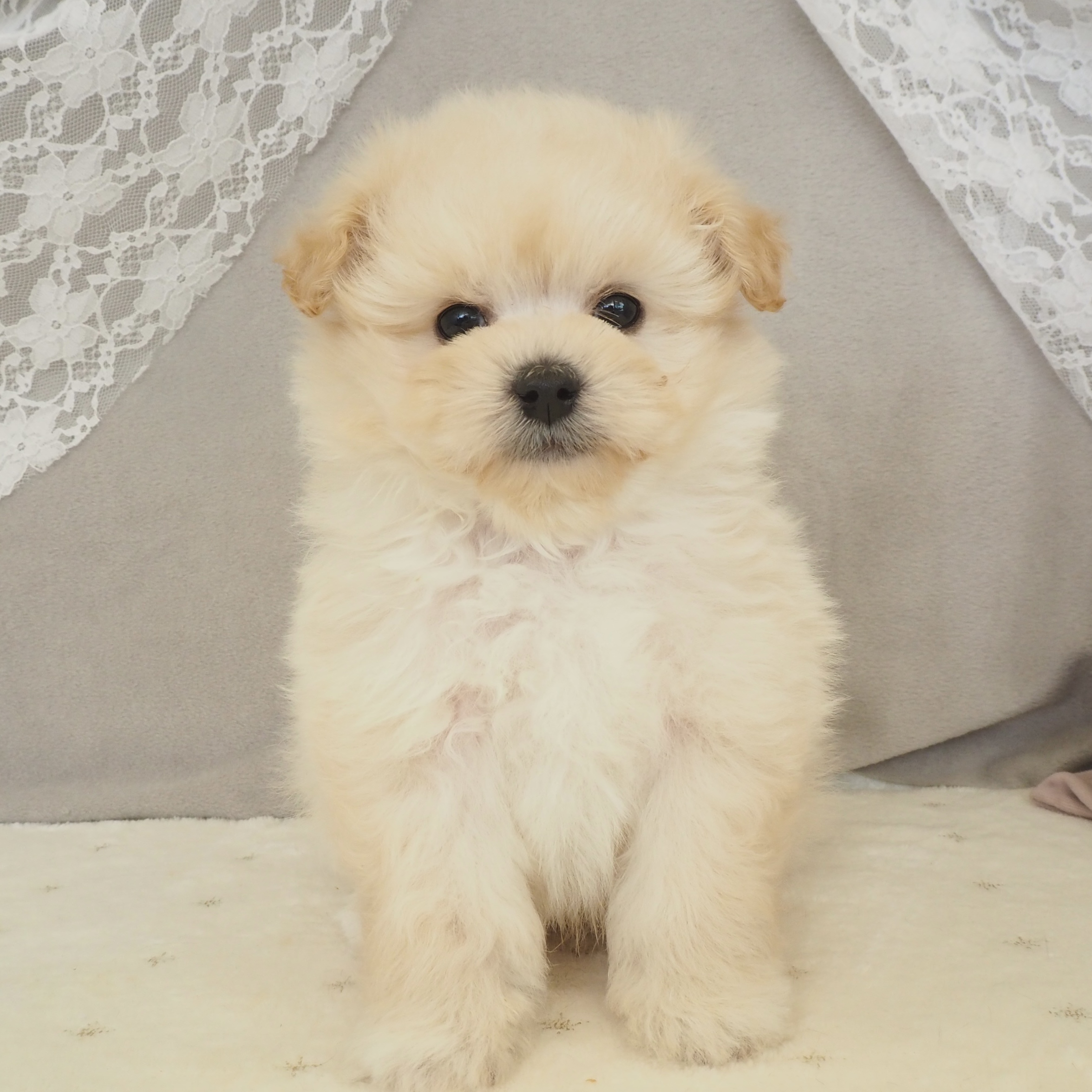 大阪府のポメプー(ポメラニアン×プードル) (犬の家＆猫の里もりのみやキューズモールBASE店/2026年1月2日生まれ/男の子/クリーム)の子犬の3枚目の画像