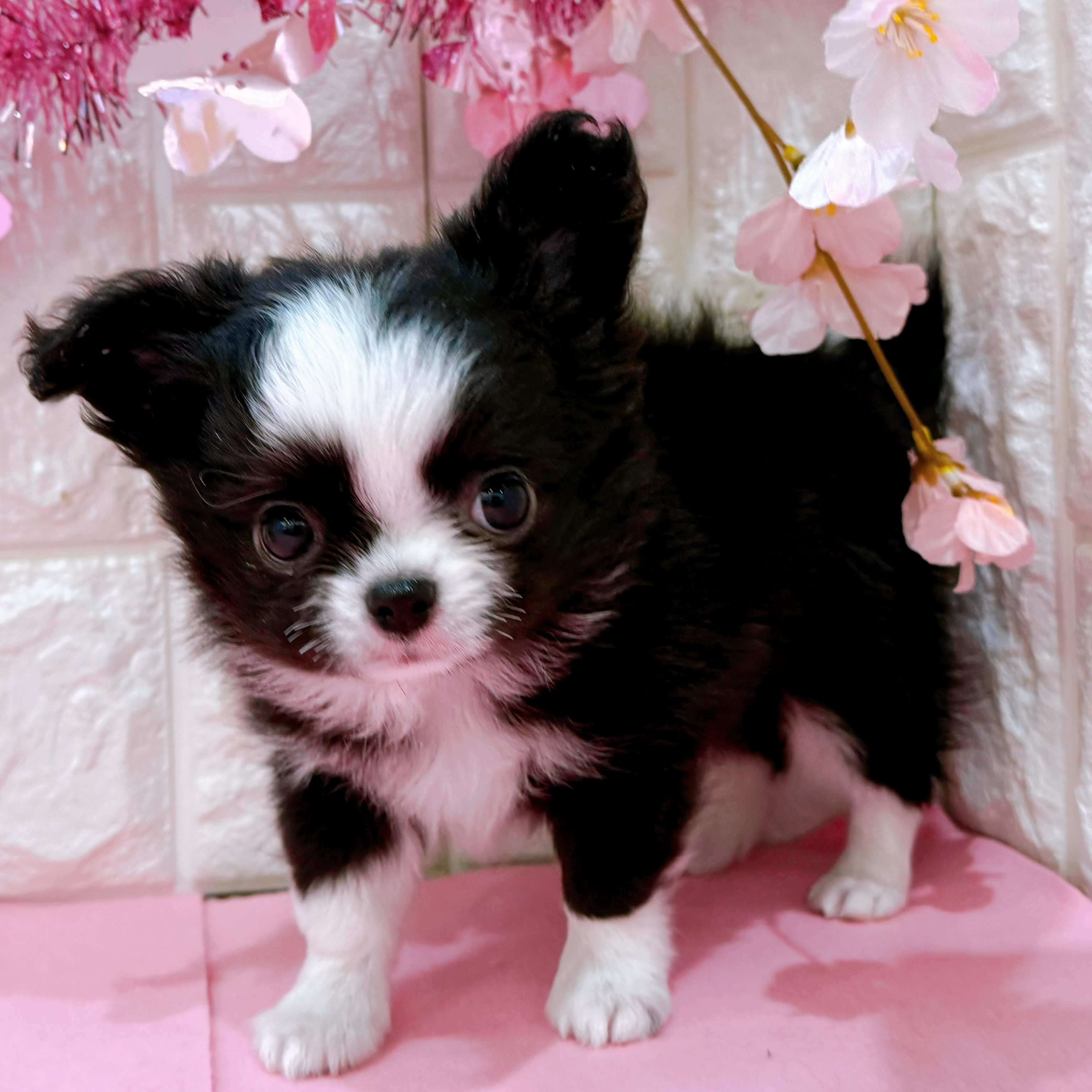 岡山県のチワワ(ロング) (犬の家＆猫の里倉敷店/2026年1月2日生まれ/女の子/ブラックホワイト)の子犬の3枚目の画像