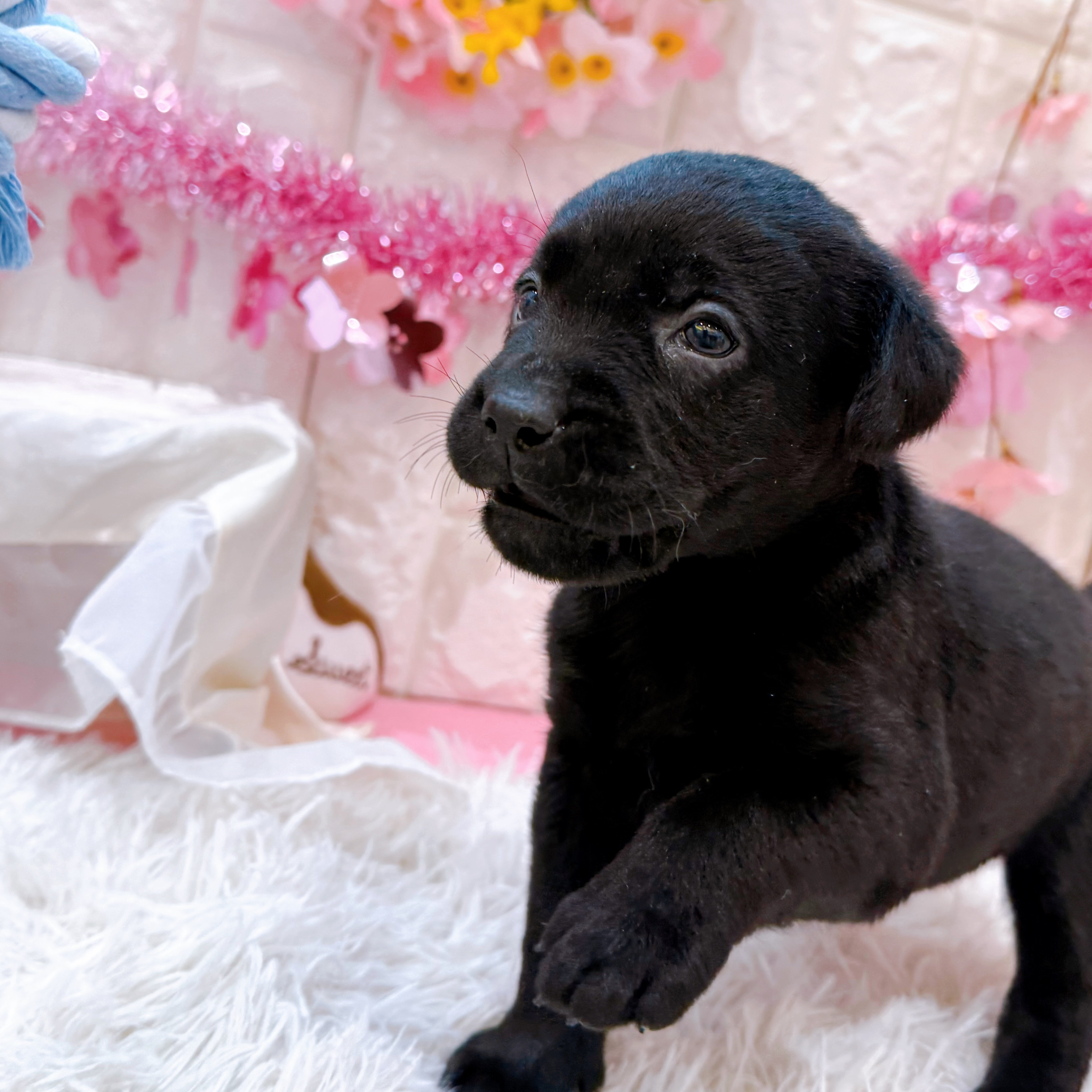 岡山県のラブラドールレトリーバー (犬の家＆猫の里倉敷店/2026年1月3日生まれ/女の子/ブラック)の子犬の3枚目の画像