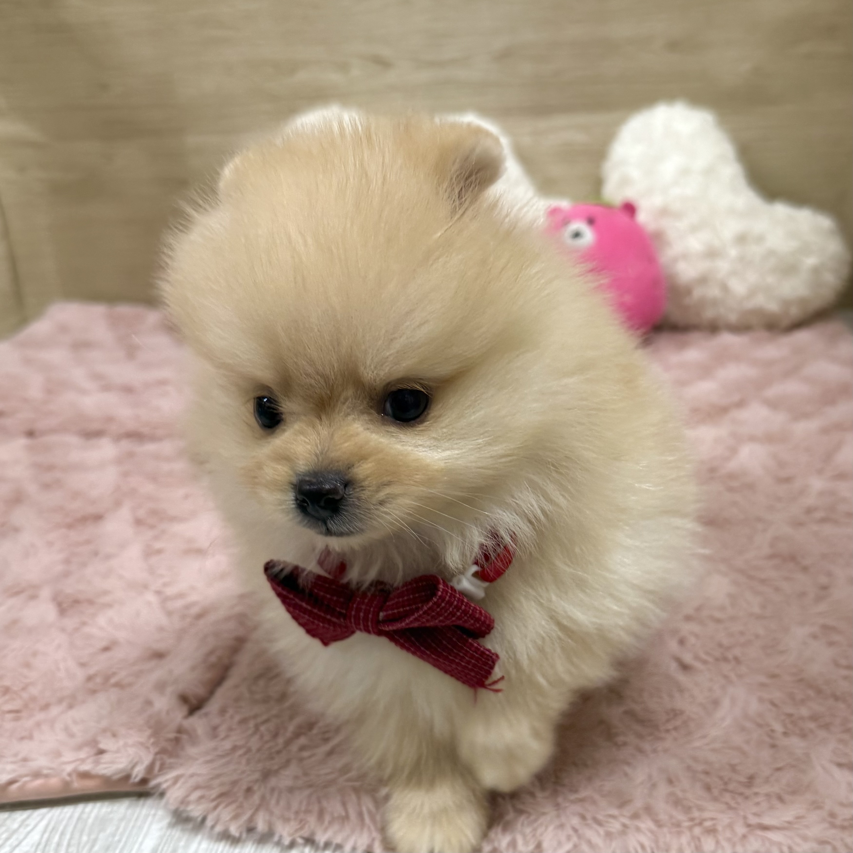 大阪府のポメラニアン (犬の家＆猫の里そよら東岸和田店/2026年1月3日生まれ/男の子/クリーム)の子犬の3枚目の画像