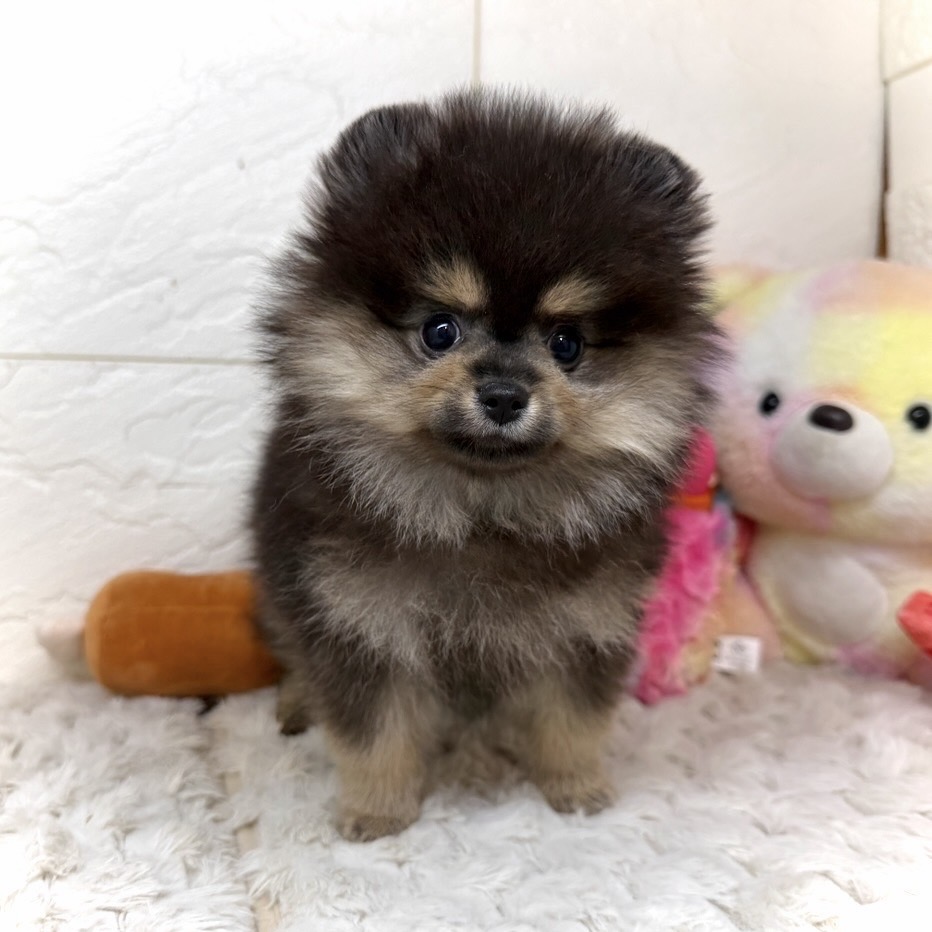 兵庫県のポメラニアン (犬の家＆猫の里ゆめタウン姫路店/2026年1月4日生まれ/男の子/ブラックタン)の子犬の3枚目の画像