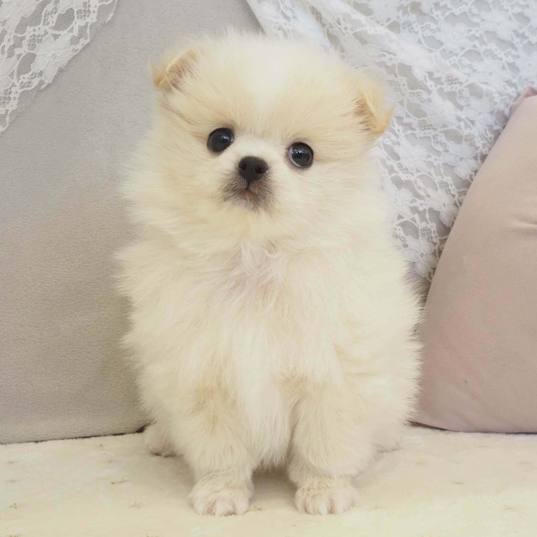 大阪府のペキポメ/ポメペキ(ペキニーズ×ポメラニアン) (犬の家＆猫の里もりのみやキューズモールBASE店/2026年1月3日生まれ/男の子/クリーム)の子犬の1枚目の画像