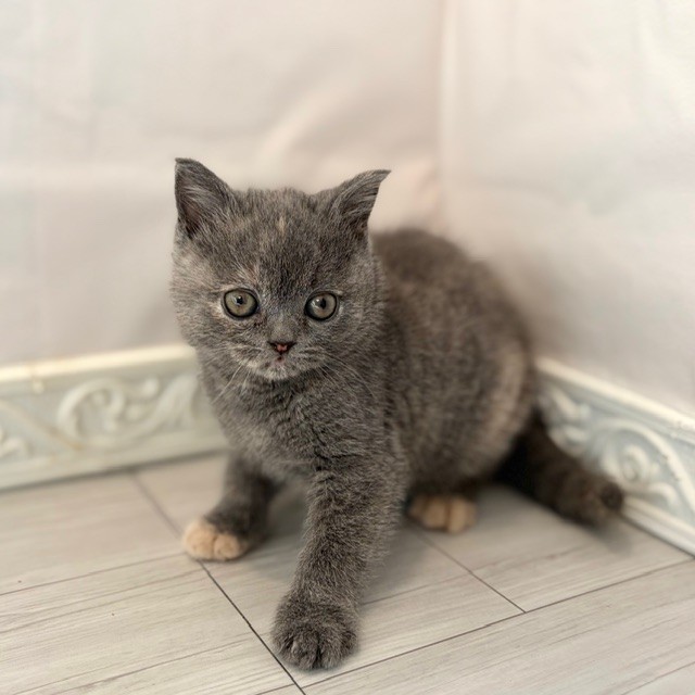 愛知県のブリティッシュショートヘアー (犬の家＆猫の里春日井本店/2026年1月3日生まれ/女の子/ブルークリーム)の子猫の3枚目の画像