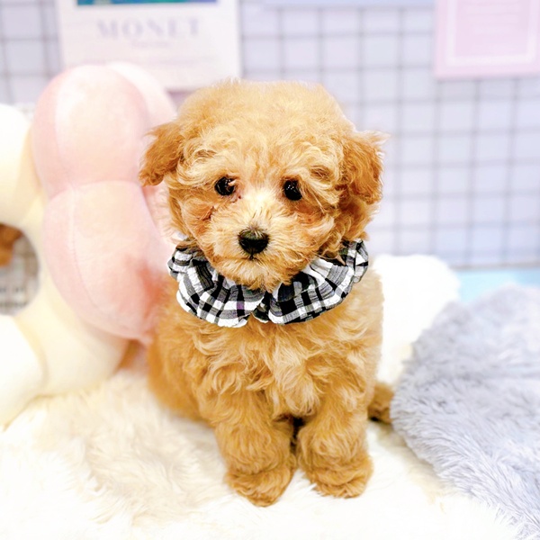 福井県のトイプードル(タイニー) (犬の家＆猫の里福井店/2025年12月30日生まれ/男の子/オレンジフォーン)の子犬の3枚目の画像