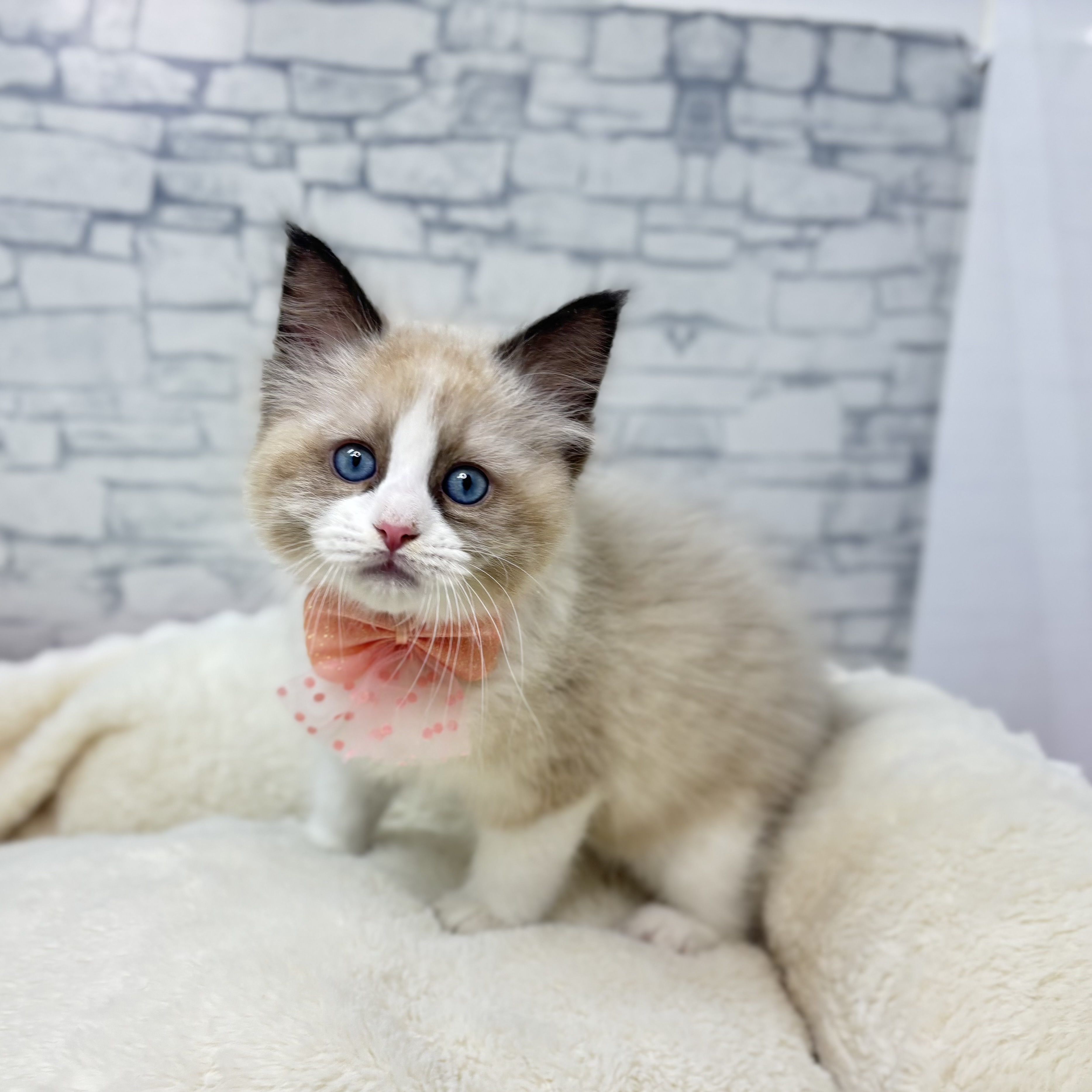 長野県のラグドール (犬の家＆猫の里長野店/2026年1月4日生まれ/男の子/シールポイントバイカラー)の子猫の3枚目の画像