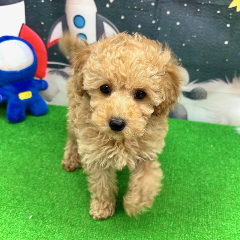 愛知県のトイプードル(トイ) (犬の家＆猫の里名古屋天白店/2026年1月4日生まれ/女の子/オレンジフォーン)の子犬の3枚目の画像