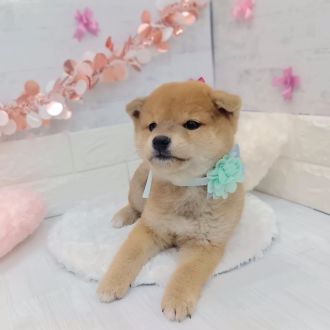 静岡県の柴犬(標準サイズ) (犬の家＆猫の里プレ葉ウォーク浜北店/2026年1月1日生まれ/男の子/赤)の子犬の3枚目の画像