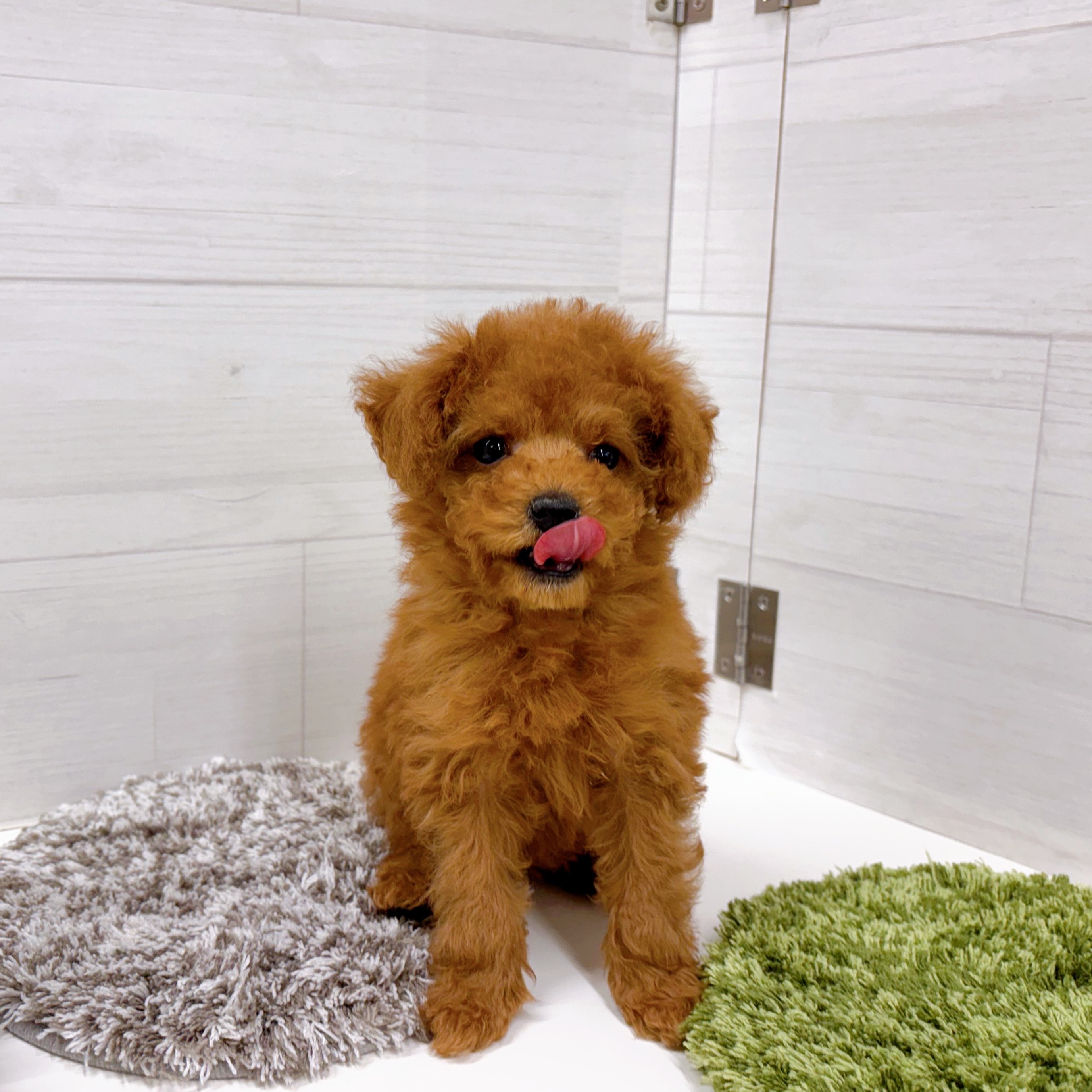 石川県のトイプードル(トイ) (犬の家＆猫の里アミーゴ金沢おこばた店/2026年1月1日生まれ/女の子/レッドフォーン)の子犬の3枚目の画像