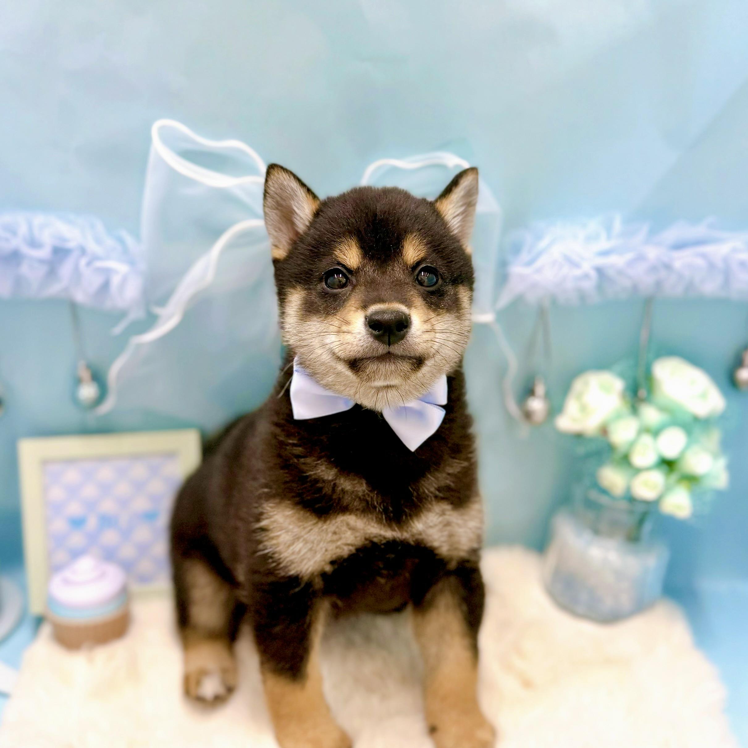 福井県の柴犬(標準サイズ) (犬の家＆猫の里アミーゴ福井大和田店/2025年12月31日生まれ/男の子/黒)の子犬の3枚目の画像