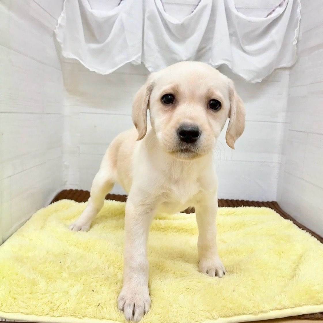 愛知県のラブラドールレトリーバー (犬の家＆猫の里碧南店/2026年1月1日生まれ/女の子/イエロー)の子犬の3枚目の画像