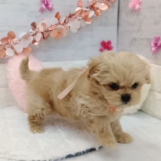 静岡県のペキプー(ペキニーズ×プードル) (犬の家＆猫の里プレ葉ウォーク浜北店/2026年1月4日生まれ/女の子/アプリコット)の子犬の3枚目の画像