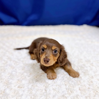 愛知県のミニチュアダックスフンド(ロング) (犬の家＆猫の里一宮店/2026年1月4日生まれ/男の子/チョコレートタン)の子犬の3枚目の画像