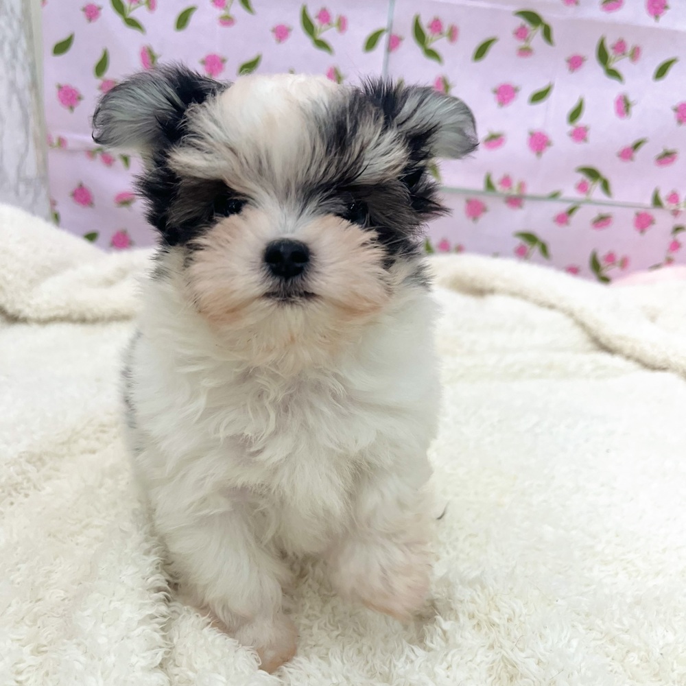 愛知県のチワマル/マルチワ(チワワ×マルチーズ) (犬の家＆猫の里エアポートウォーク店/2026年1月1日生まれ/男の子/ホワイトブラック)の子犬の3枚目の画像