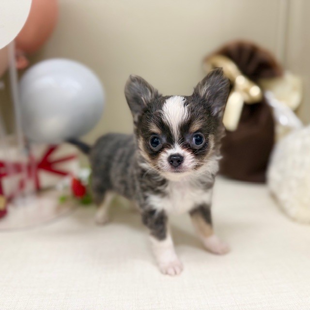 千葉県のチワワ(ロング) (犬の家＆猫の里ワンズモール稲毛店/2026年1月4日生まれ/男の子/ブルータンホワイト)の子犬の3枚目の画像