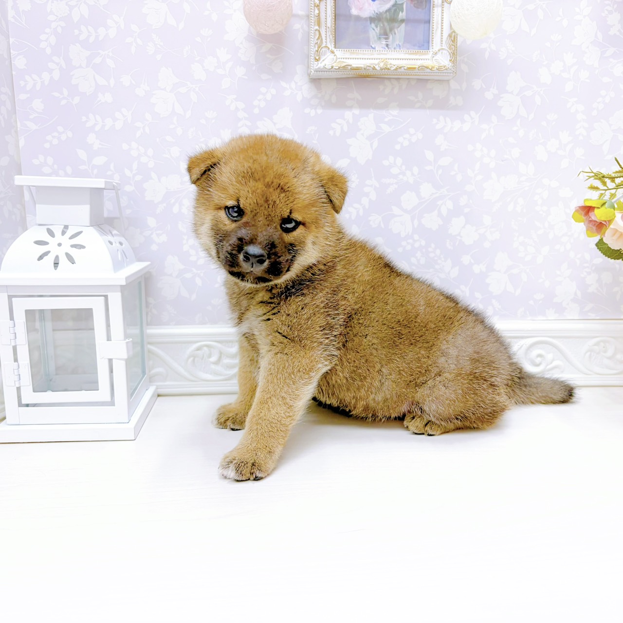 富山県の柴犬(標準サイズ) (犬の家＆猫の里アミーゴ山室店/2026年1月6日生まれ/男の子/赤)の子犬の3枚目の画像