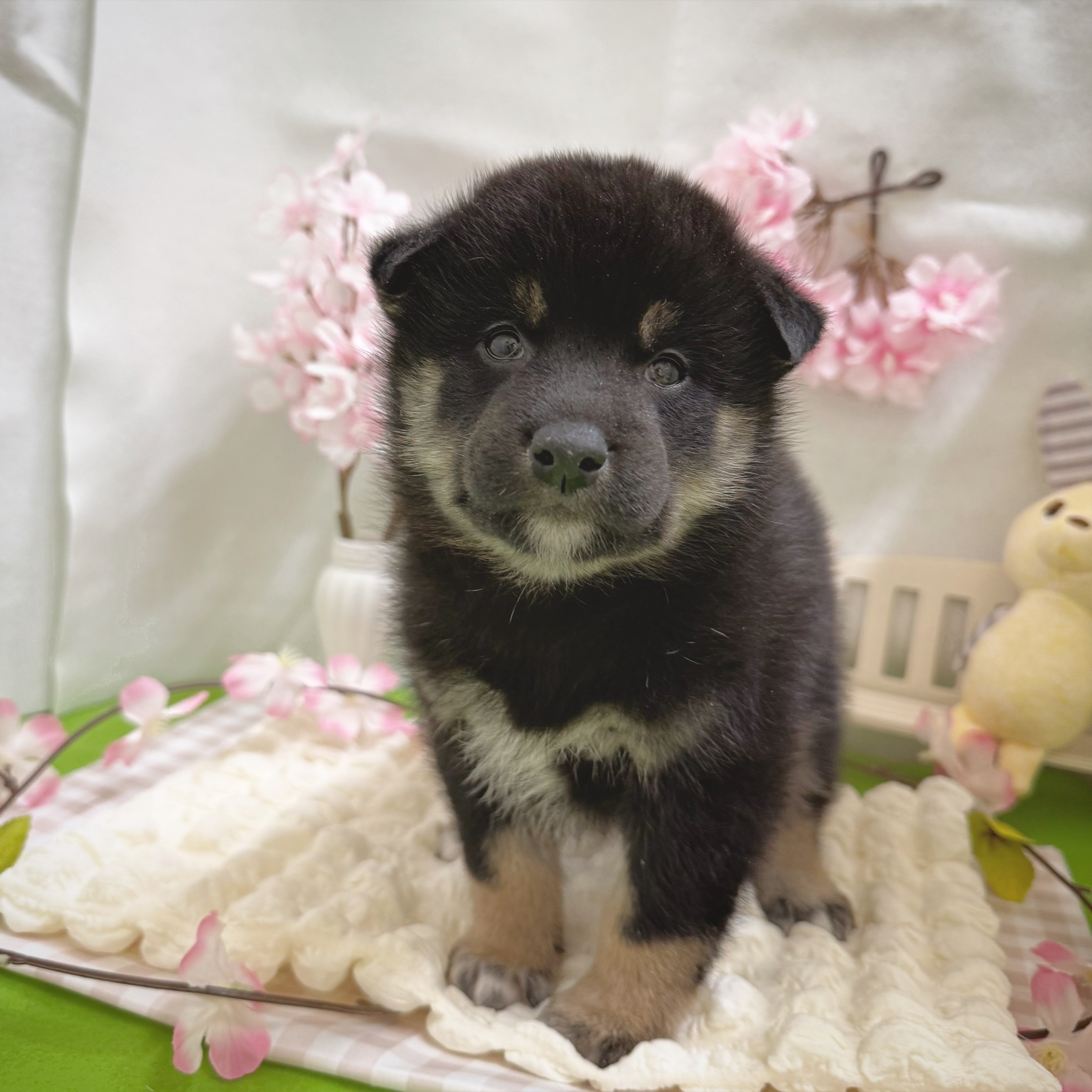 静岡県の柴犬(標準サイズ) (犬の家＆猫の里藤枝店/2026年1月6日生まれ/男の子/黒)の子犬の3枚目の画像