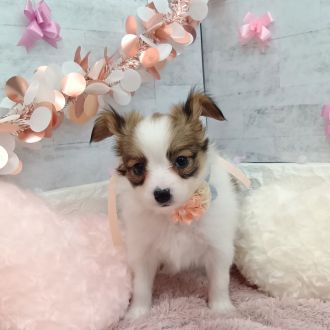 静岡県のパピヨン (犬の家＆猫の里プレ葉ウォーク浜北店/2026年1月6日生まれ/女の子/ホワイトブラウン)の子犬の3枚目の画像