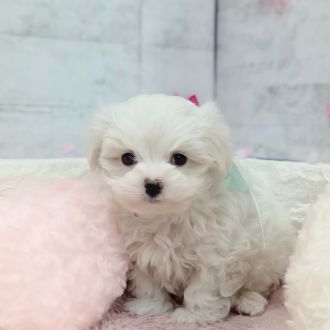 静岡県のマルチーズ (犬の家＆猫の里プレ葉ウォーク浜北店/2026年1月3日生まれ/男の子/ホワイト)の子犬の3枚目の画像