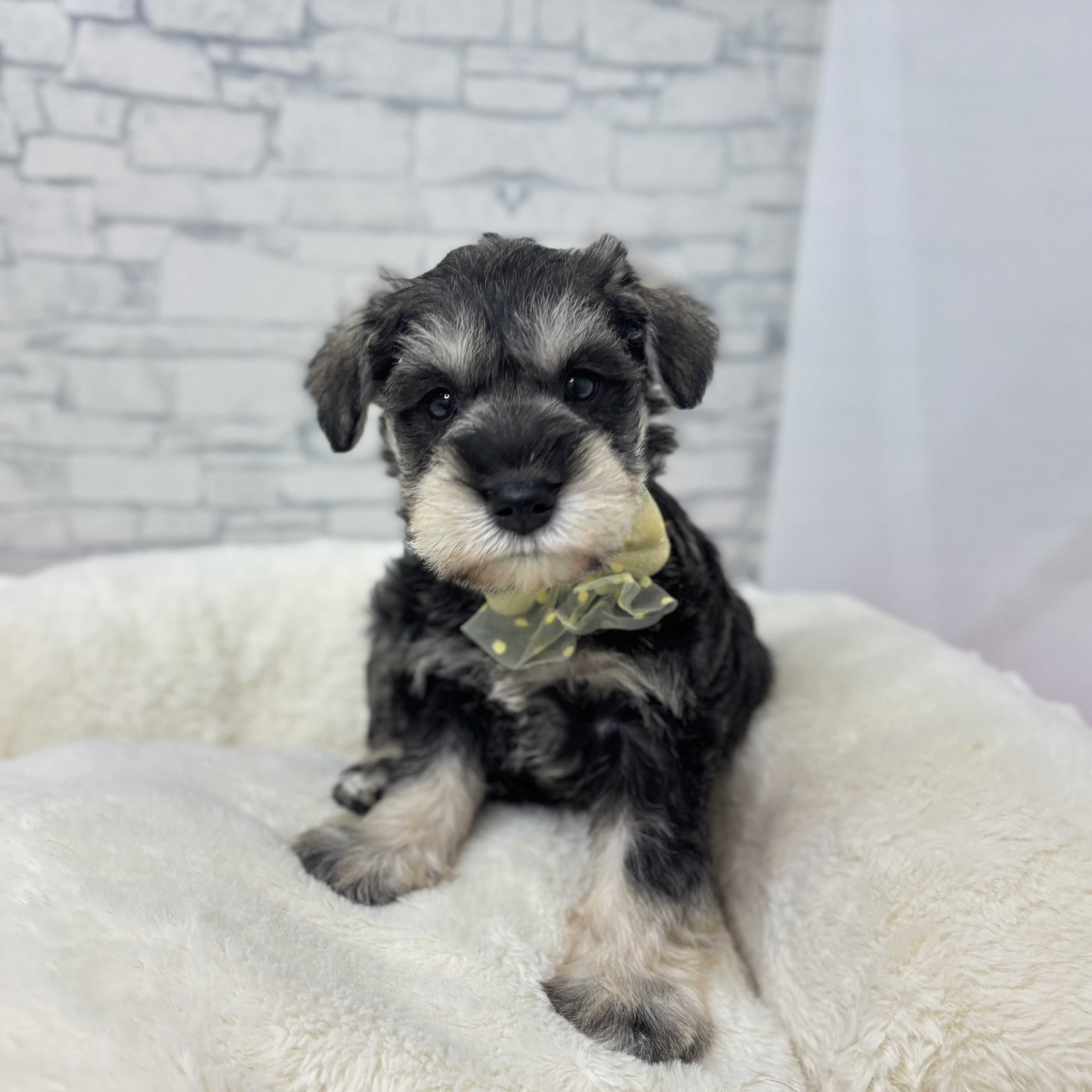 長野県のミニチュアシュナウザー (犬の家＆猫の里長野店/2026年1月6日生まれ/男の子/ソルトペッパー)の子犬の3枚目の画像