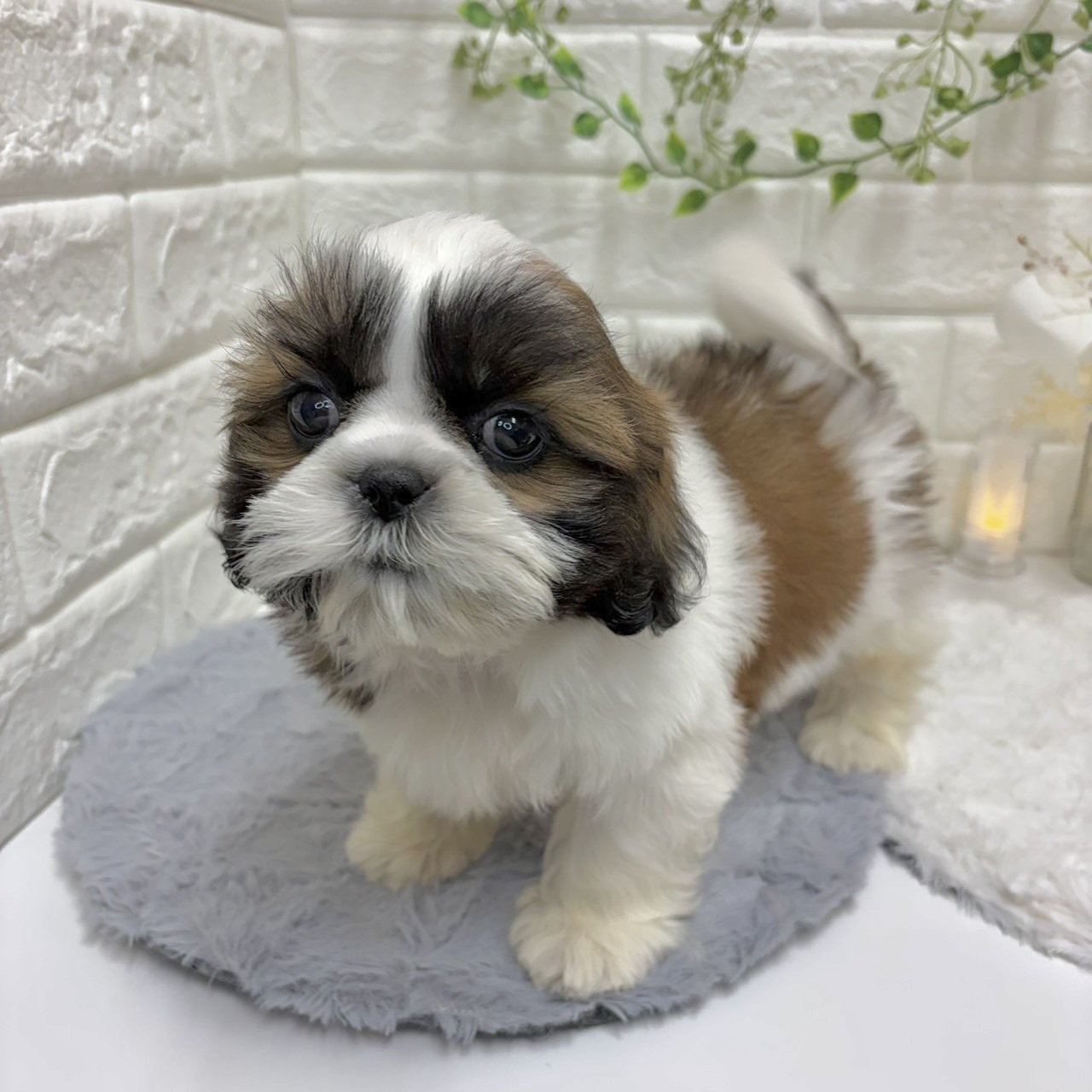 神奈川県のシーズー (犬の家＆猫の里相模原店/2026年1月6日生まれ/男の子/ホワイトゴールド)の子犬の3枚目の画像