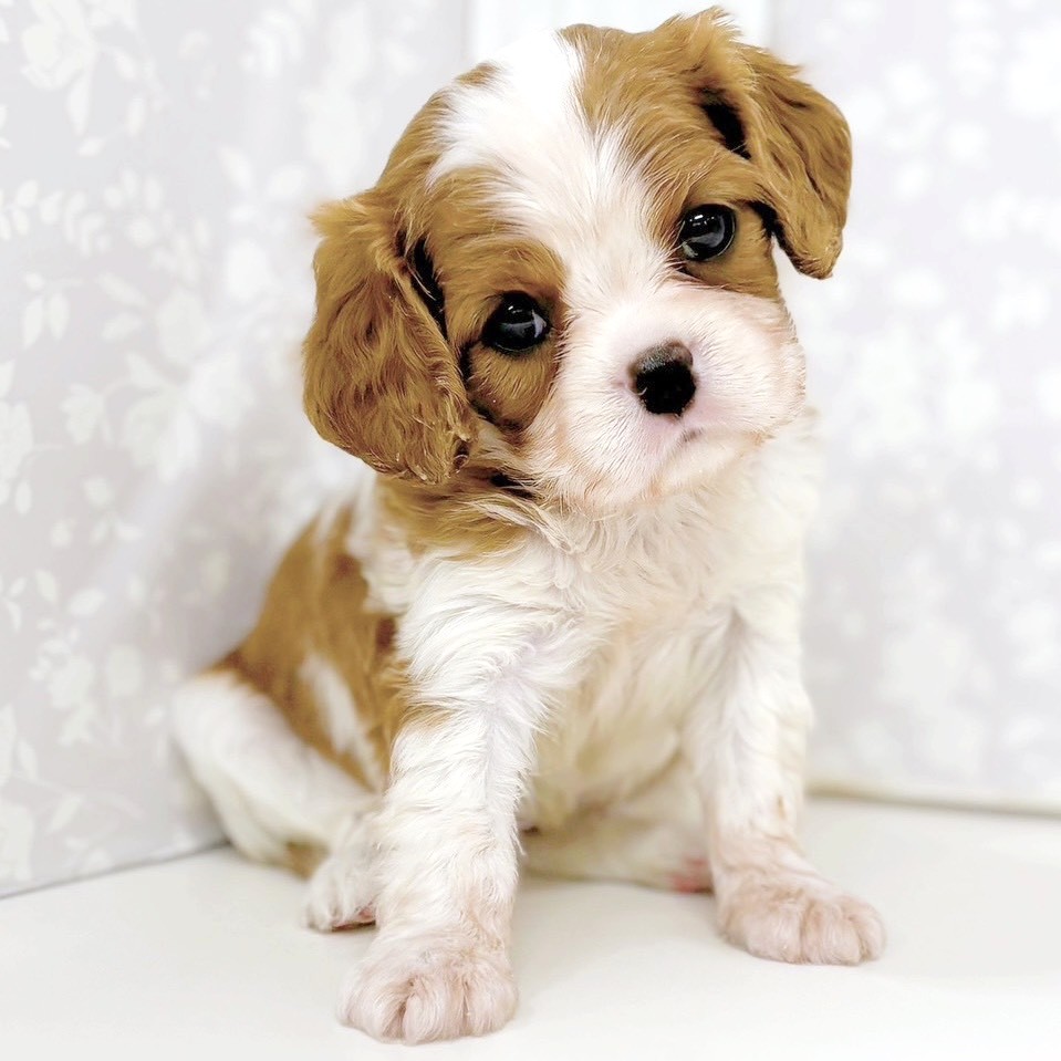 富山県のキャバリアキングチャールズスパニエル (犬の家＆猫の里アミーゴ高岡蓮花寺店/2026年1月5日生まれ/女の子/ブレンハイム)の子犬の3枚目の画像