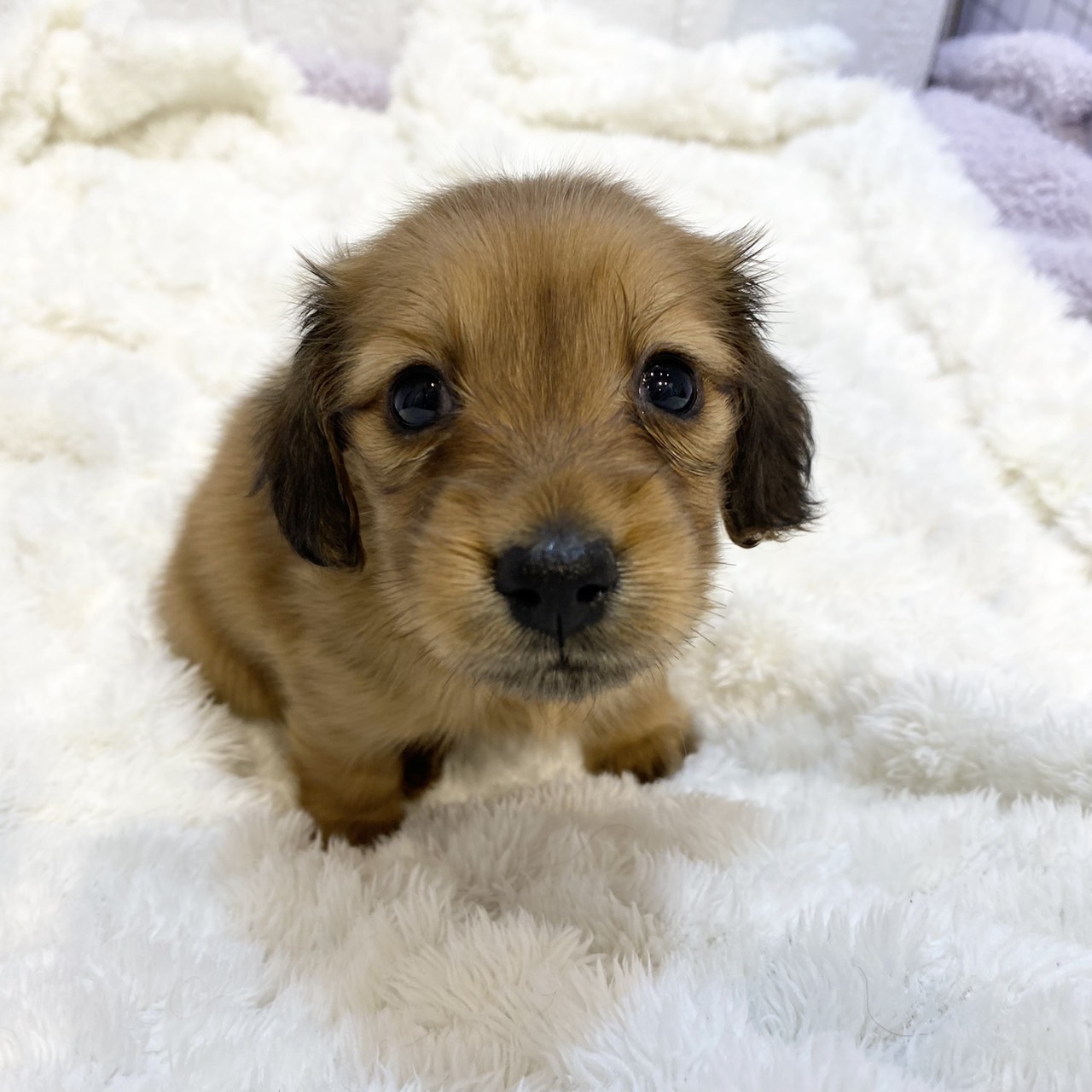 長野県のミニチュアダックスフンド(ロング) (犬の家＆猫の里カインズ梓川店/2026年1月6日生まれ/女の子/レッド)の子犬の3枚目の画像