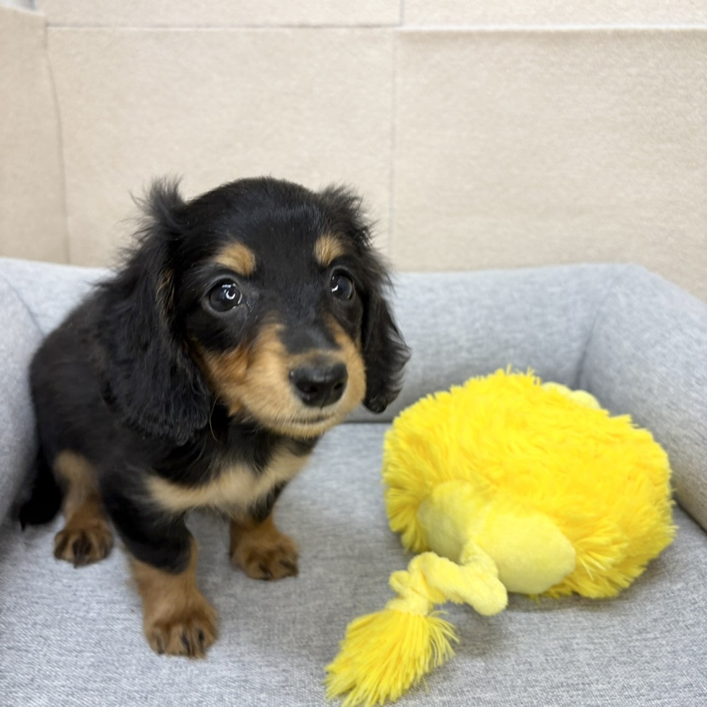 長野県のミニチュアダックスフンド(ロング) (犬の家＆猫の里塩尻店/2026年1月1日生まれ/女の子/ブラックタン)の子犬の3枚目の画像