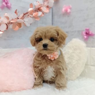 静岡県のマルプー(マルチーズ×プードル) (犬の家＆猫の里プレ葉ウォーク浜北店/2026年1月4日生まれ/女の子/アプリコット)の子犬の3枚目の画像