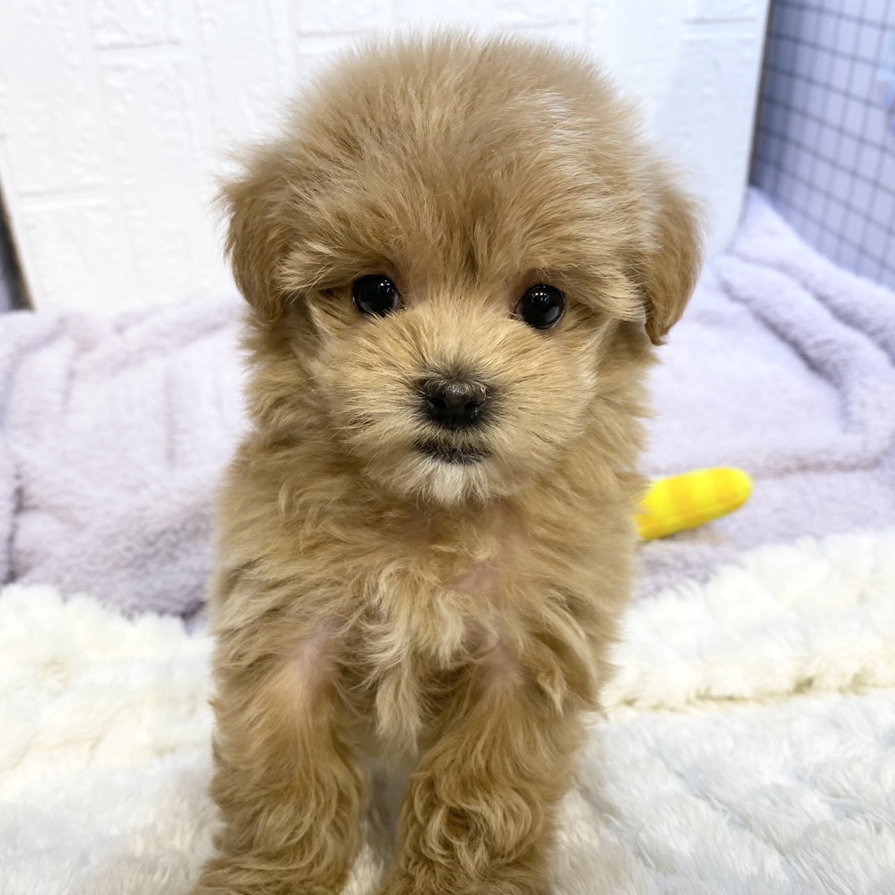 長野県のマルプー(マルチーズ×プードル) (犬の家＆猫の里カインズ梓川店/2026年1月4日生まれ/女の子/アプリコット)の子犬の3枚目の画像